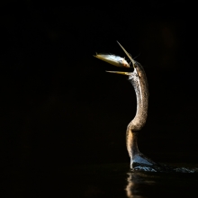 Eye to eye
