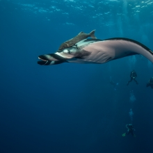 Under the sea