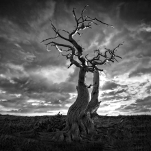 The Lone Tree