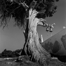 Old Tree - Elevation