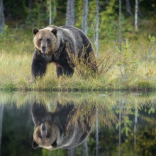 Bear Power
