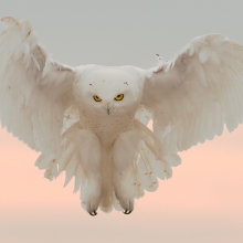 Snowy Owl on the Hunt