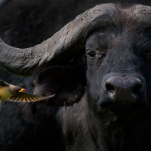 Cape buffalo with Oxpecker 