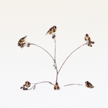 Occupied house