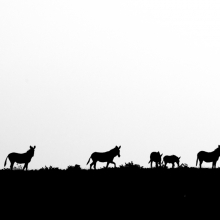 African wildlife silhouettes