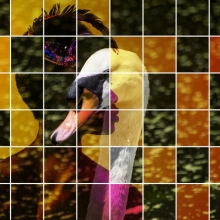 Jigsaw Symbiosis