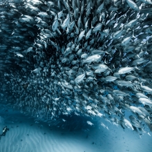 Diver at Cabo Pulmo