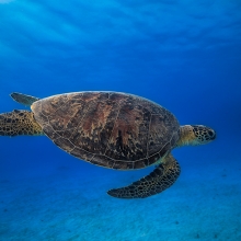 Green Turtle!