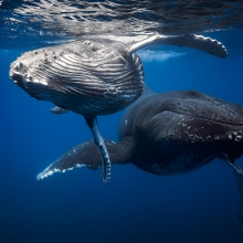 Humpback Whale