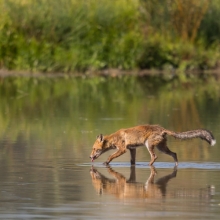 Red Fox