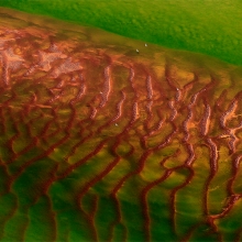 Secrets of the Red River 