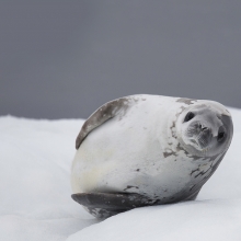 Antarctic Life