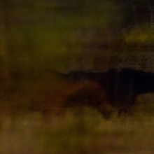 Midnight Brumbies