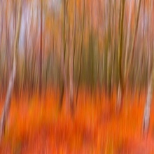 Autumn Vibrance 