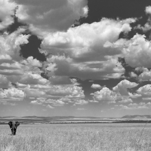 I Wandered As A Lonely Cloud
