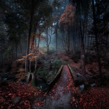 Enchanted forest