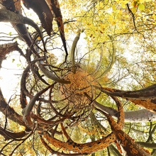 Tree Series A