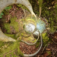 Tree Series C
