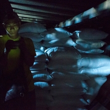 Yangon Stevedore