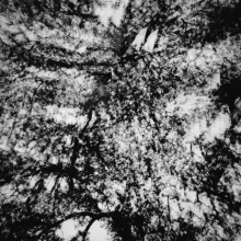 Pine