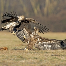 White-tailed Eagles fighting over a dead fox.