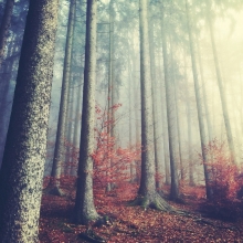 Autumn Melancholy