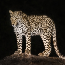 Camp Leopard