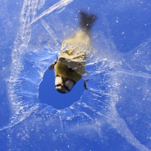From under the ice