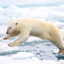 King of the Arctic