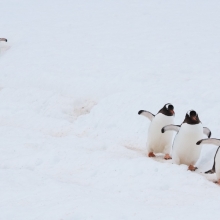 Penguin Parade
