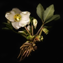 Semblance of nature’s diversity 