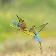 Battle of the Blues....