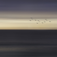 The Birds