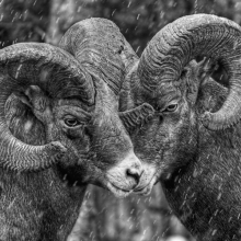 Rebel Rams