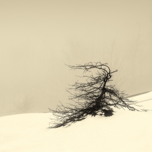 Tranquility