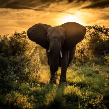 Elephant Sunset