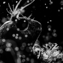 Ocean Wonders