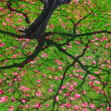 Shaving Brush Tree
