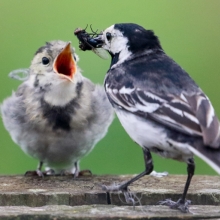 feed me......feed me NOW!