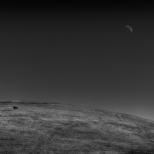 The Cow and the Moon