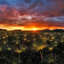 Paepalanthus at Sunset