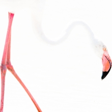 Flamingo Art