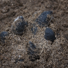 Leatherback Sea Turtle Emergence at Grande Riviere, Trinidad