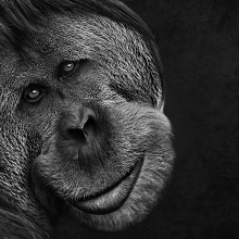 Orangutan