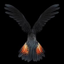 Winged