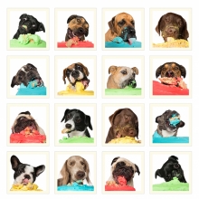 Dogs Vs Cake