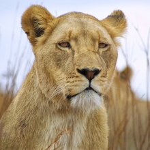 Portrait from the wilderness, young lioness.