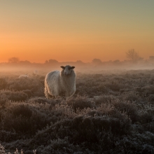 Sheep in the early morning mist  during sunrise
