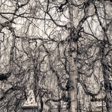 ARBORETUM OF THE IMAGINATION II