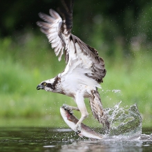 osprey fishing
